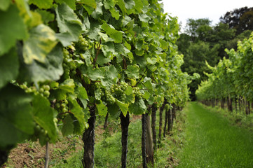 Vineyard