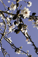 Flor del almendro, Mallorca, Baleares