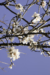 Flor del almendro, Mallorca, Baleares