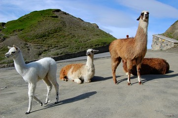 Les lamas du Tourmalet © jjsconcepts