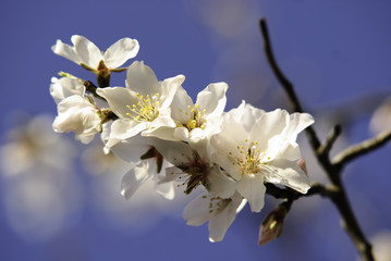 Flor del almendro, Mallorca, Baleares