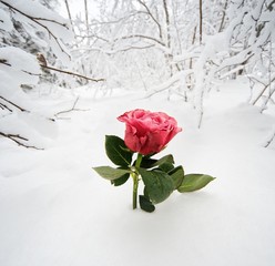 Fototapeta premium Beautiful rose in the snow