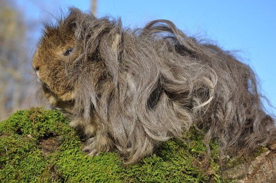 cochon d'inde lunkarya poils longs agouti citron