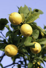 Limón en árbol, Mallorca, Baleares