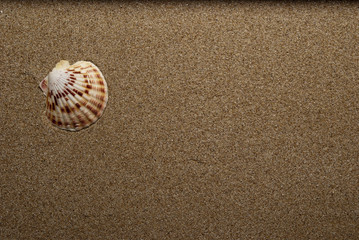 Shell