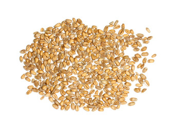Wheat grain on white background