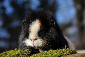 Cochon d'Inde US Teddy poils courts tricolore