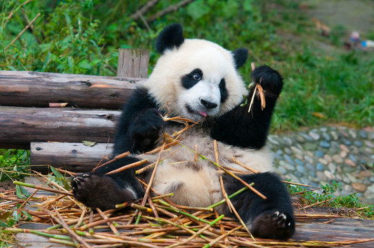 Fototapeta Giant panda eating bamboo