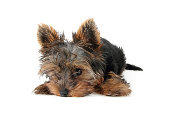 Laying  on white background small yorkshire terier