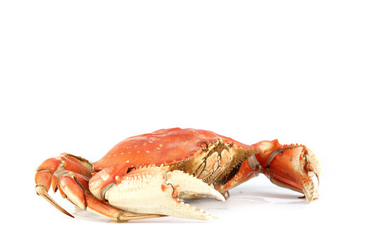 dungeness crab