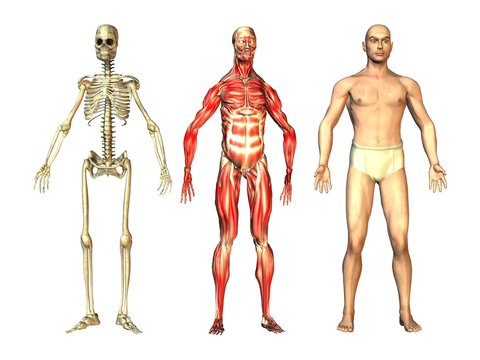 Anatomische Studie