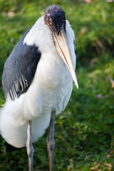 Marabou stork(Leptoptilos crumeniferus)