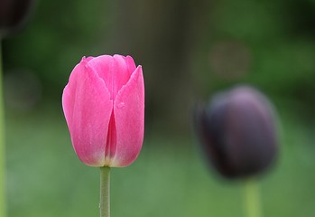 Tulpe