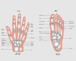 hand and foot
