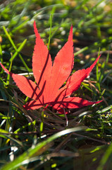 Red Leaf in the Grass