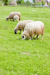 sheep on meadow, Bosnia and Hercegovina