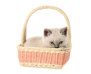 Fototapeta na wymiar kitten in a basket, isolated.