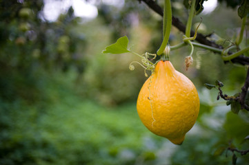 organic pumpkin