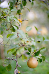 organic pear hang on a tree