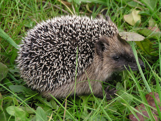 hedgehog