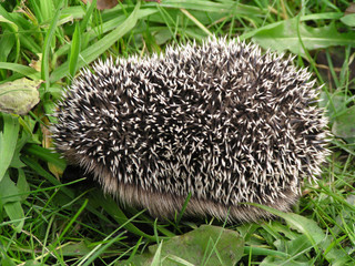 hedgehog