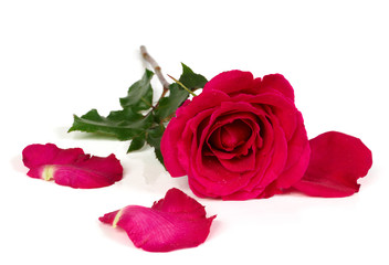 Red rose with torn petals