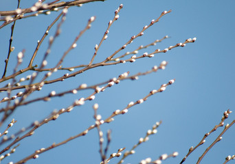 Frühling