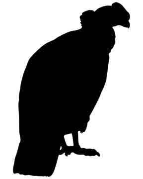 Kondor Silhouette