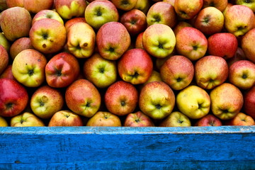 Apples in red mixed with yellow color.