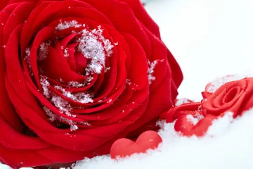 Cercles muraux Rouge, noir, blanc Rose rouge sur la neige