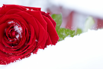 Frozen red rose in white frost. Rose petals in small ice crystal