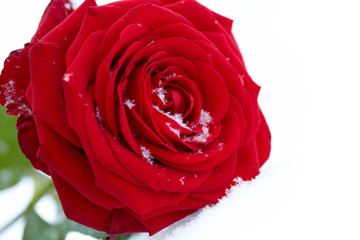 Frozen red rose in white frost. Rose petals in small ice crystal