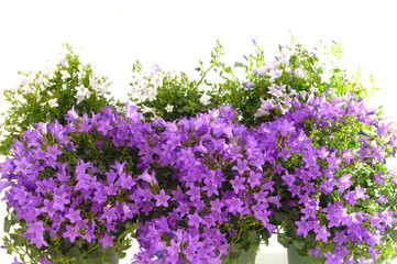 Obraz premium Campanula Glockenblume in Lila
