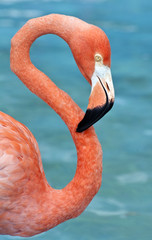 Naklejka premium Pink flamingo.