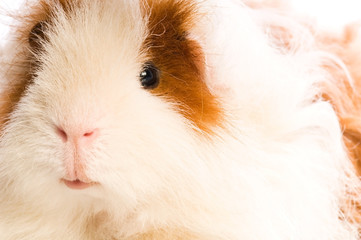 guinea pig