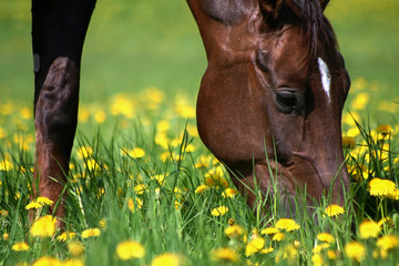 Red horse in a dandelion meadow