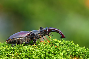 Rare stag beetle - Lucanus cervus