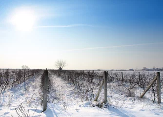 Stoff pro Meter Snow covered vineyards © Željko Radojko