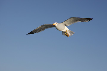 seagull