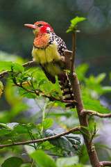 Colorful barbet bird in a tree
