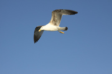 seagull