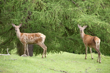 Fototapeta premium Rehe