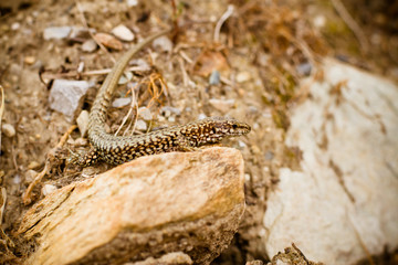 lizard