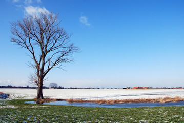 Lonely tree in a snow landscape