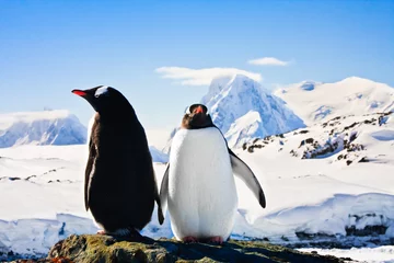 Crédence de cuisine en verre imprimé Pingouin Deux pingouins