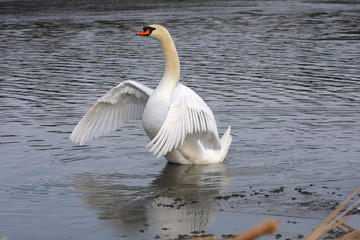 Naklejka premium Mute Swan Cygnus olor