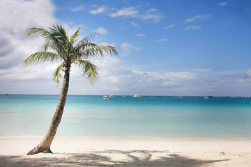 Fototapeta na wymiar perfect tropical beach and palm tree