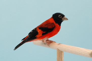 CARDINALINO