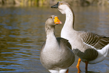 The Graylag geese swimming in a pond (Anser anser)