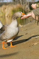 Man feeding the graylag goose near a pond (Anser anser)